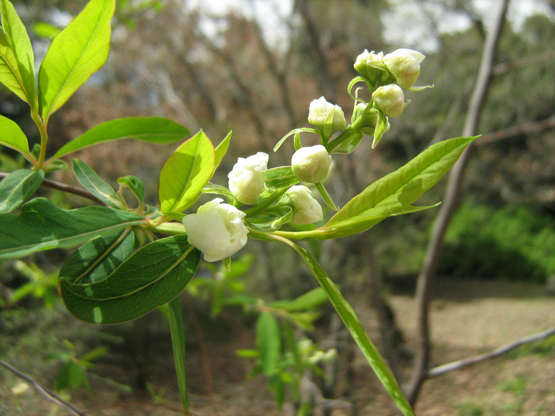 Image of Exochorda korolkowii specimen.