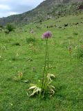 Allium stipitatum