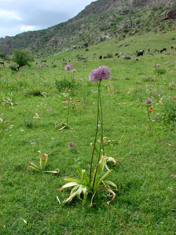 Изображение особи Allium stipitatum.