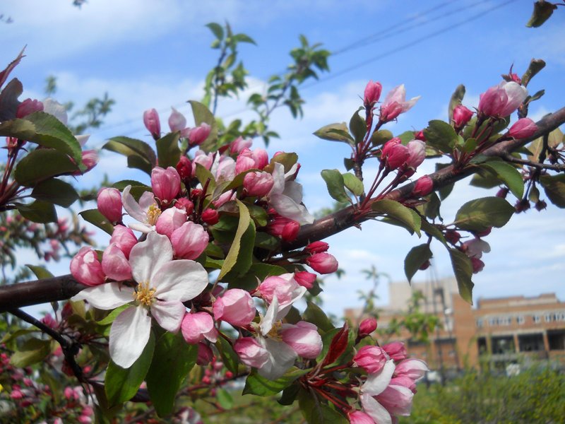 Изображение особи род Malus.