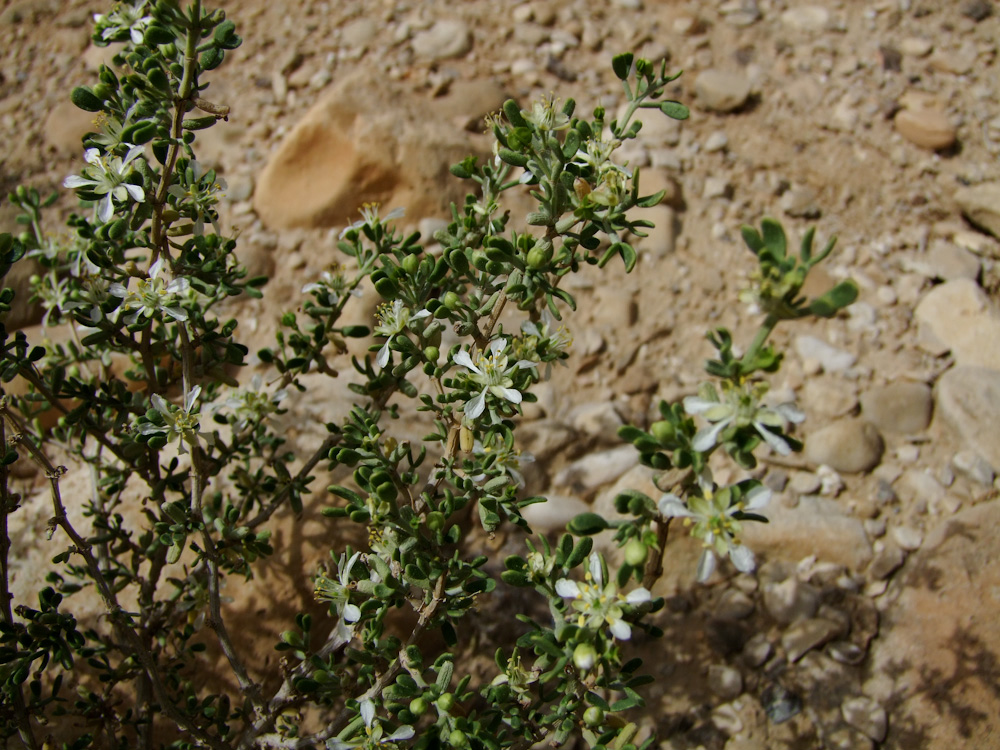 Изображение особи Tetraena dumosa.