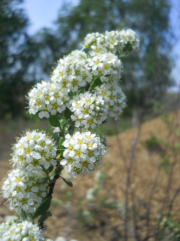 Изображение особи род Spiraea.