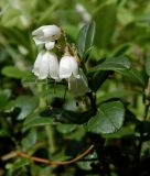 Vaccinium vitis-idaea. Верхушка цветущего растения. Смоленская обл., Смоленский р-н, окр. пос. Каспля, опушка леса. 03.06.2012.