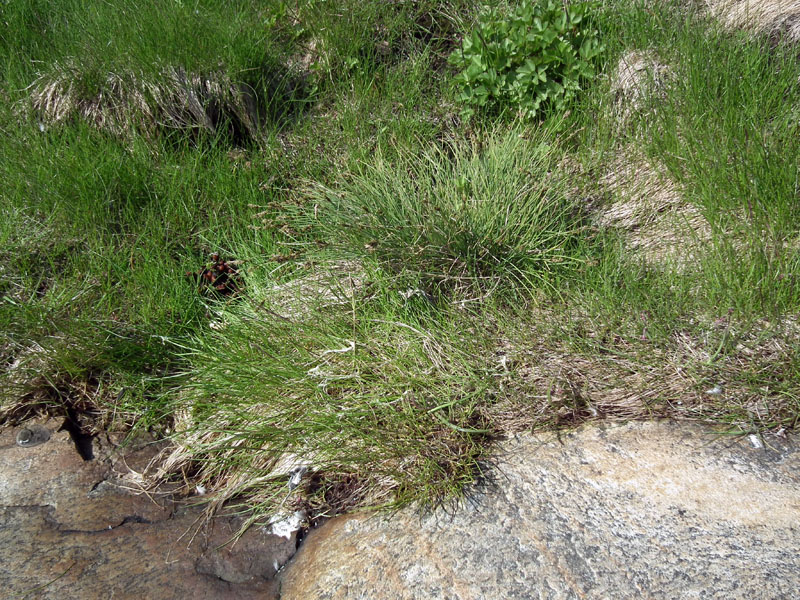 Image of genus Carex specimen.
