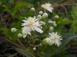 Clematis vitalba