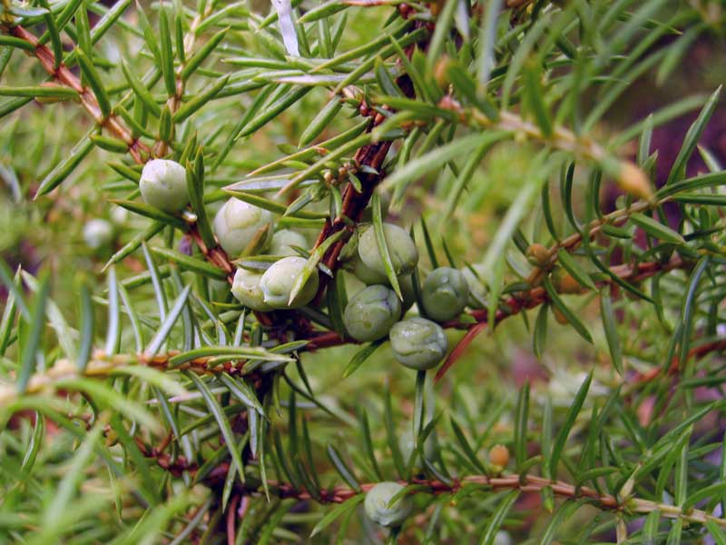 Изображение особи Juniperus communis.