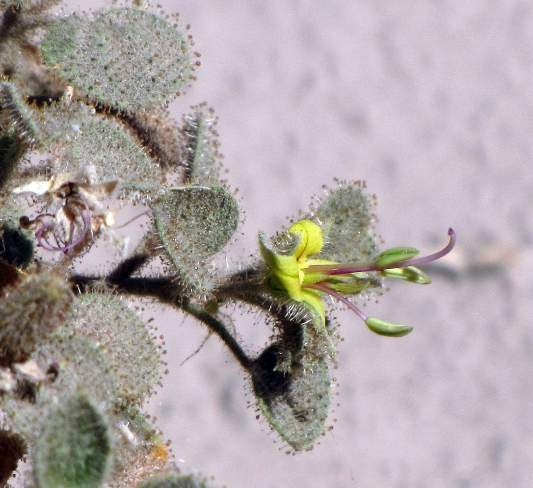 Image of Cleome droserifolia specimen.