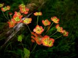 Bupleurum aureum subspecies porfirii. Верхняя часть плодоносящего растения в осенней окраске. Красноярский край, Ермаковский р-н, парк \"Ергаки\", близ кордона Тушканчик, субальпийское редколесье. 25.08.2010.