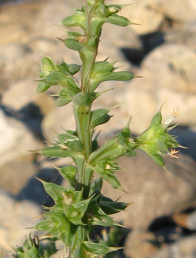 Image of Salsola pontica specimen.