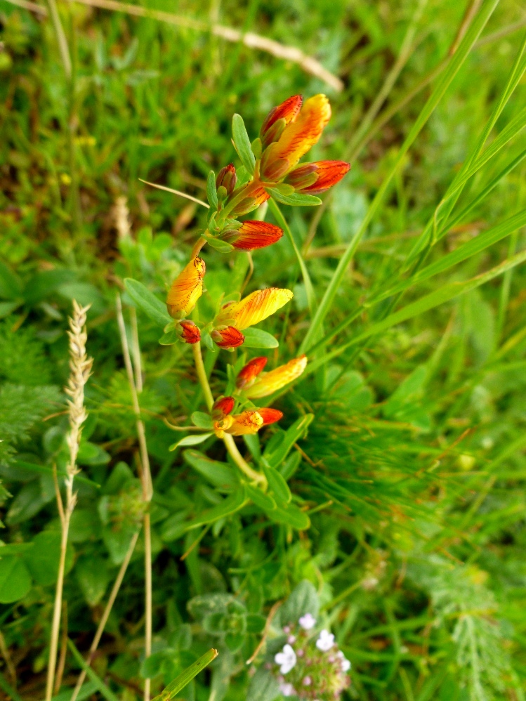 Изображение особи Hypericum linarioides.