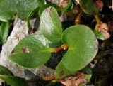 Salix nummularia