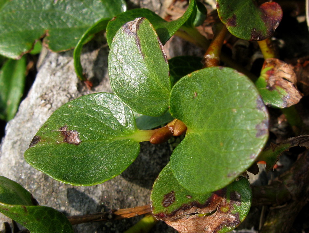 Изображение особи Salix nummularia.