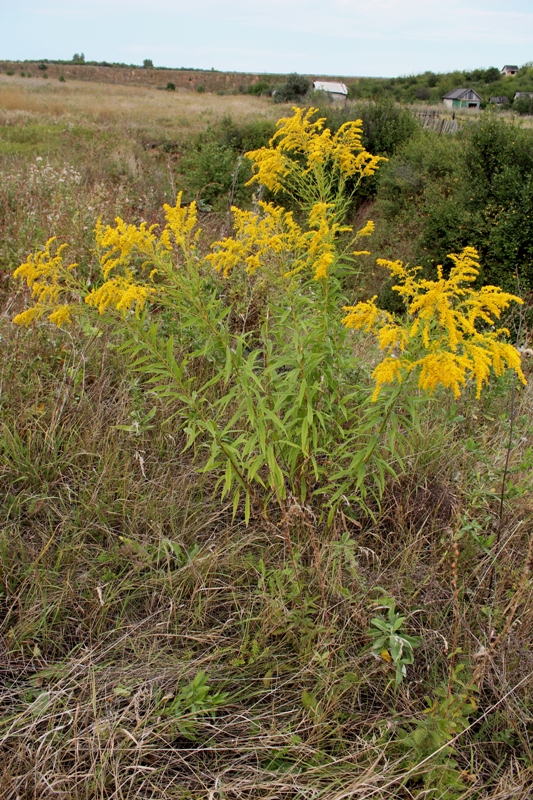 Image of Solidago canadensis specimen.