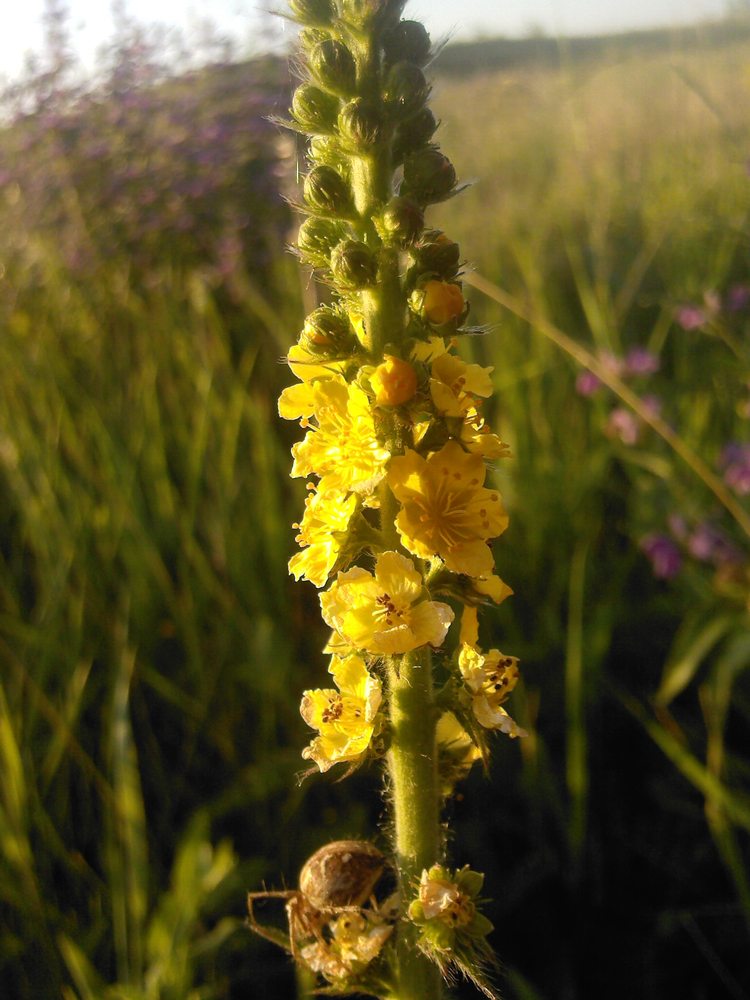 Image of genus Agrimonia specimen.