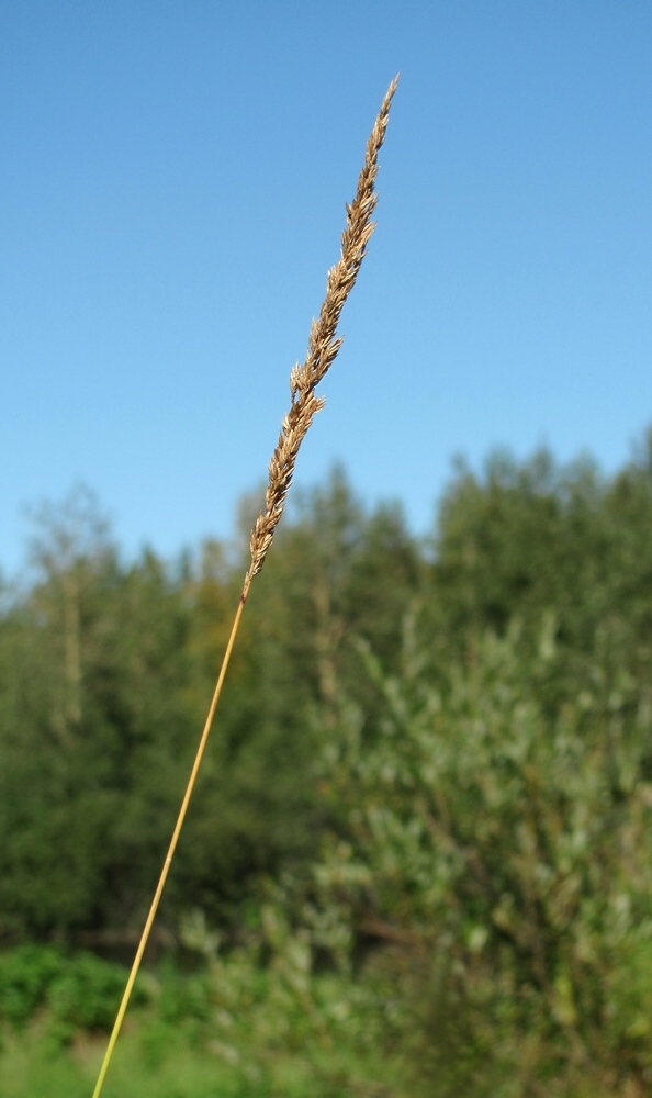 Image of Calamagrostis neglecta specimen.