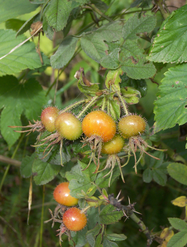 Image of Rosa galushkoi specimen.