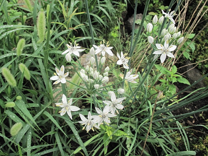 Image of Allium ramosum specimen.