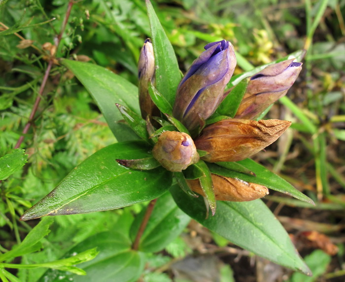 Изображение особи Gentiana scabra.