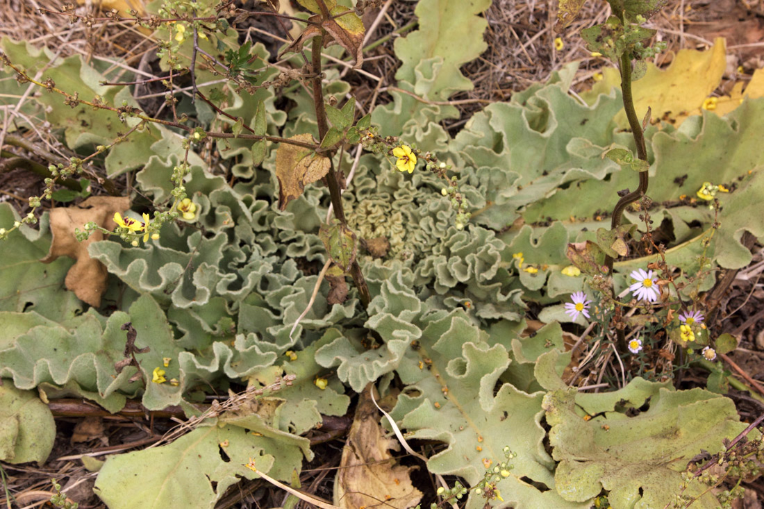Image of Verbascum sinuatum specimen.