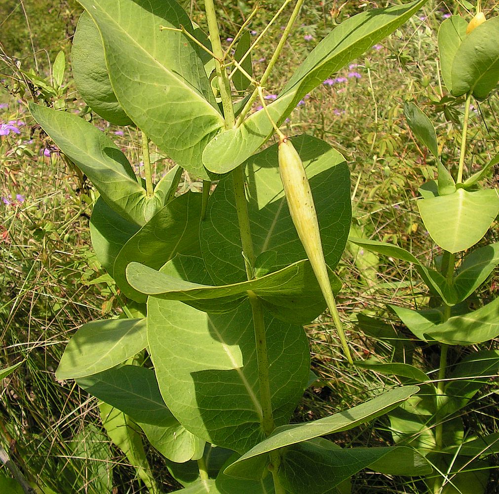 Image of Vincetoxicum amplexicaule specimen.