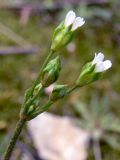 Androsace septentrionalis