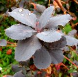 Berberis vulgaris форма atropurpurea. Листья верхней части побега. Венгрия, г. Будапешт, газон по улице вдоль набережной Дуная. 01.09.2012.