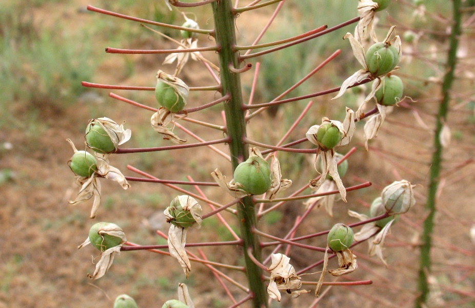 Image of Eremurus olgae specimen.