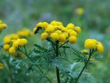 Tanacetum boreale. Верхушка растения с соцветиями. Юг Красноярского края, район хребта Ергаки, берег ручья. 28.07.2007.