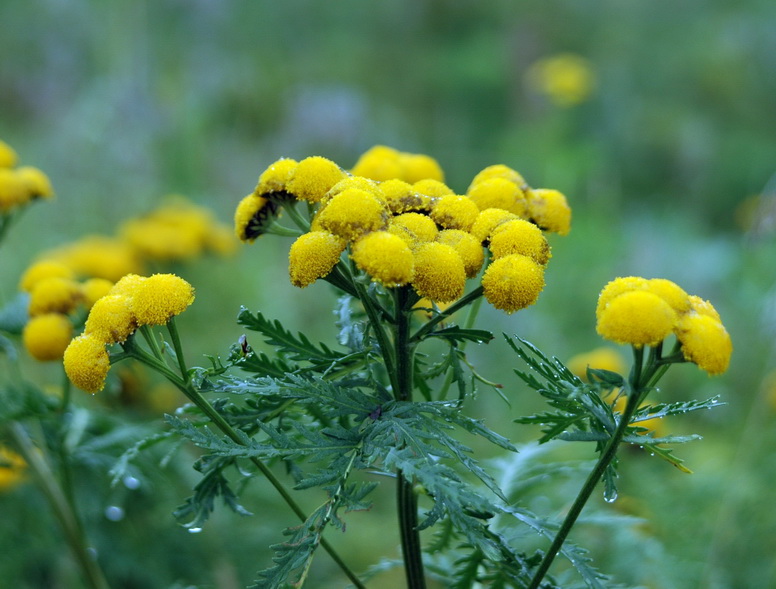 Изображение особи Tanacetum boreale.