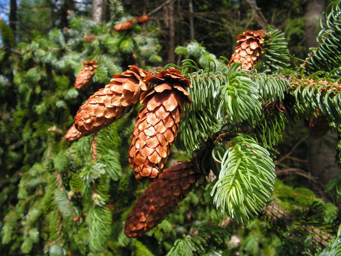 Изображение особи Picea ajanensis.