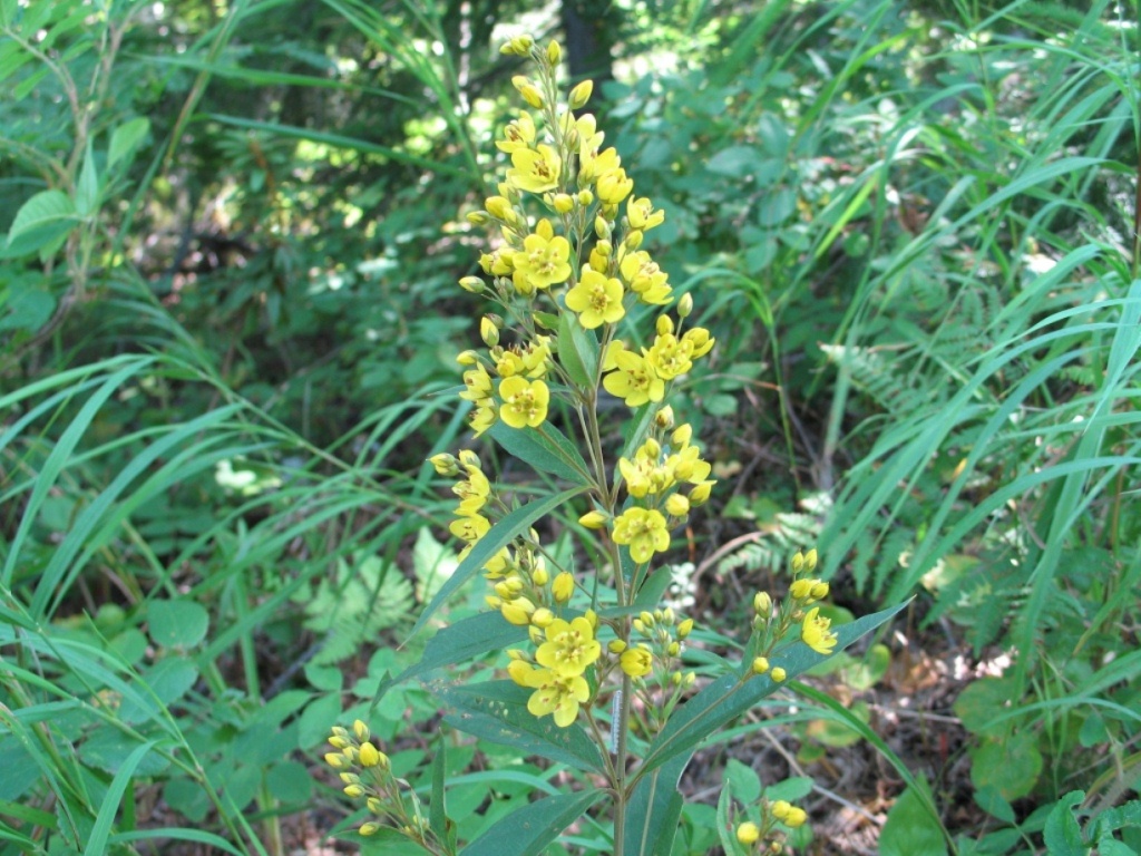 Изображение особи Lysimachia davurica.