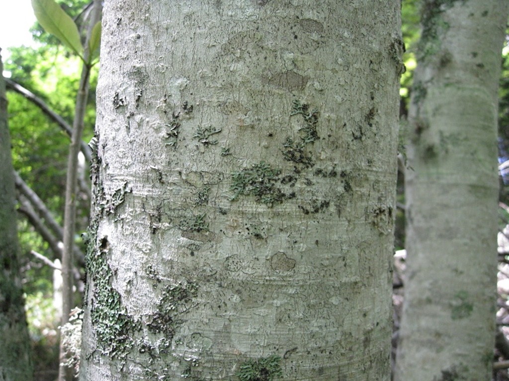 Изображение особи Magnolia hypoleuca.