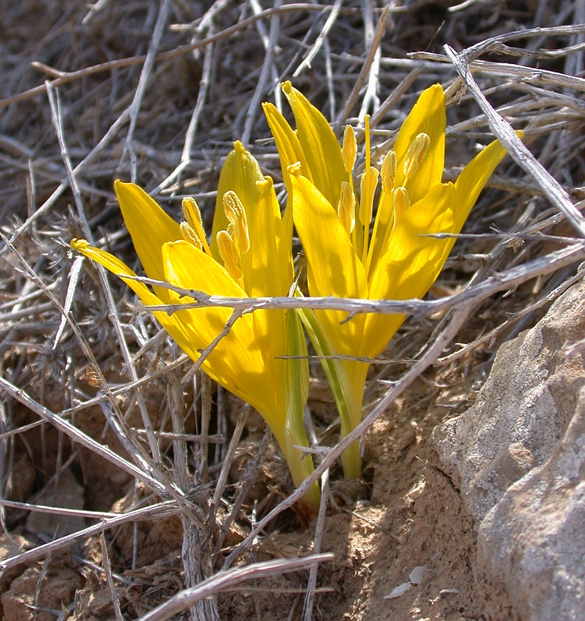 Изображение особи Sternbergia clusiana.