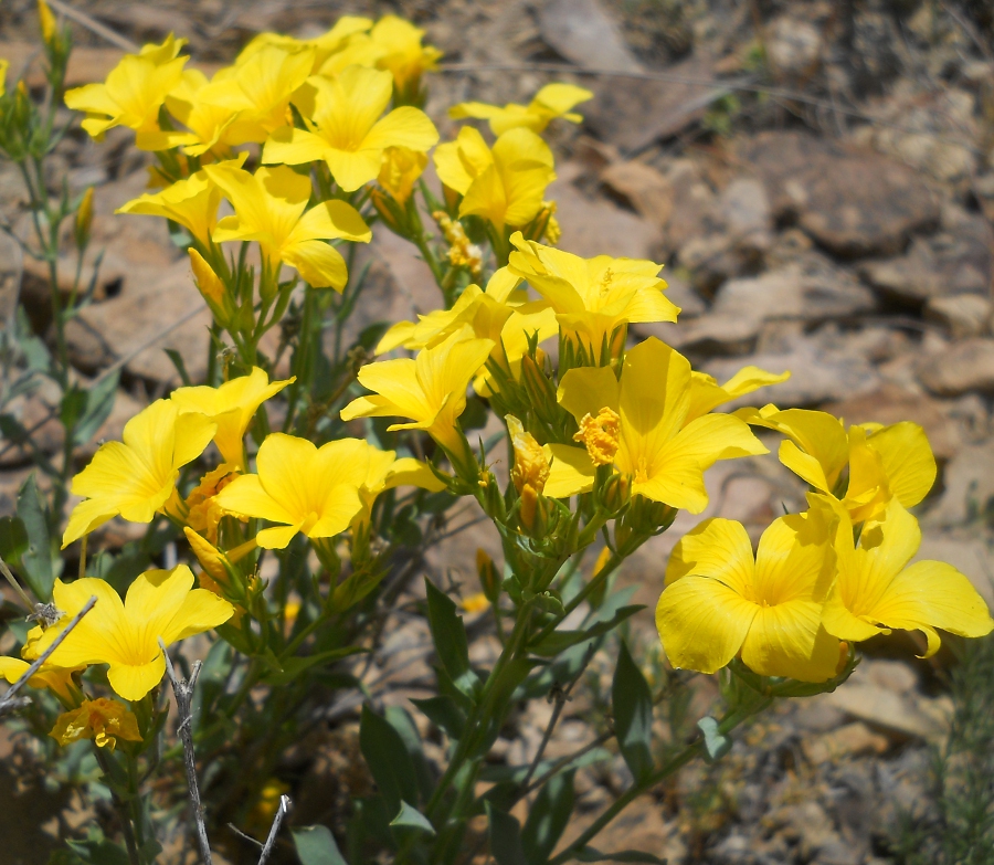 Image of Linum alexeenkoanum specimen.