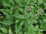 Nepeta manchuriensis. Отцветающее растение. Приморье, Сихотэ-Алинь, долина р. Заболоченная. 08.08.2012.
