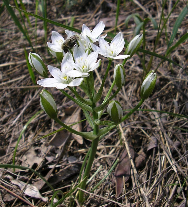 Изображение особи род Ornithogalum.