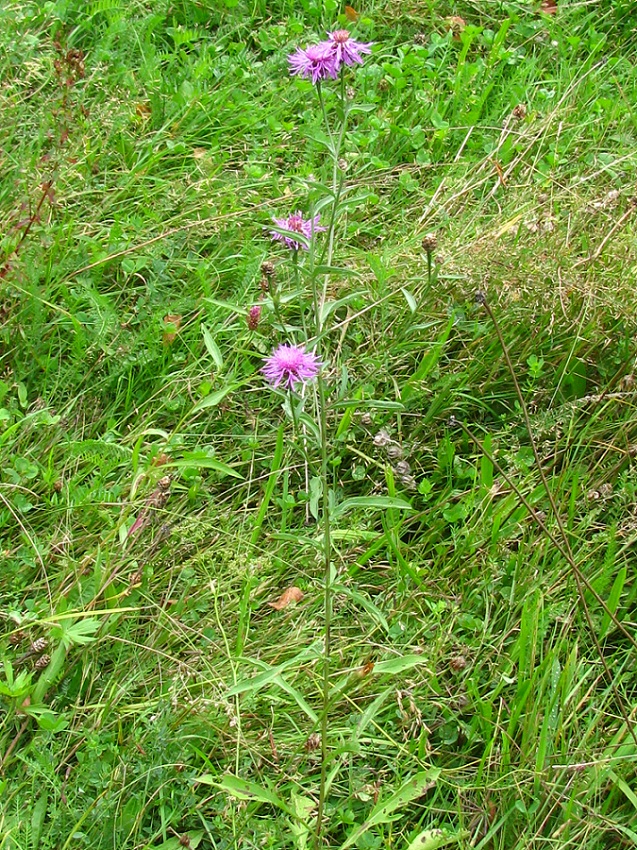 Image of Centaurea carpatica specimen.