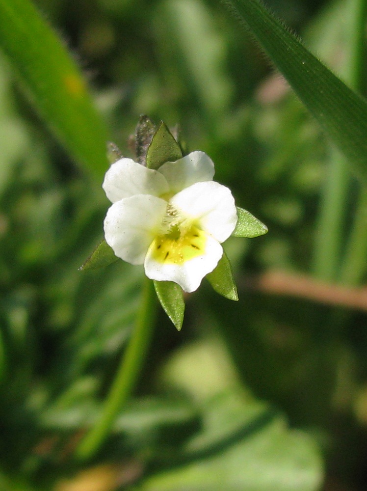 Изображение особи Viola occulta.