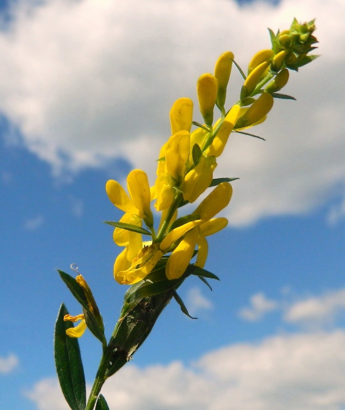 Image of Genista tinctoria specimen.