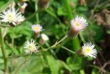 Erigeron manshuricus