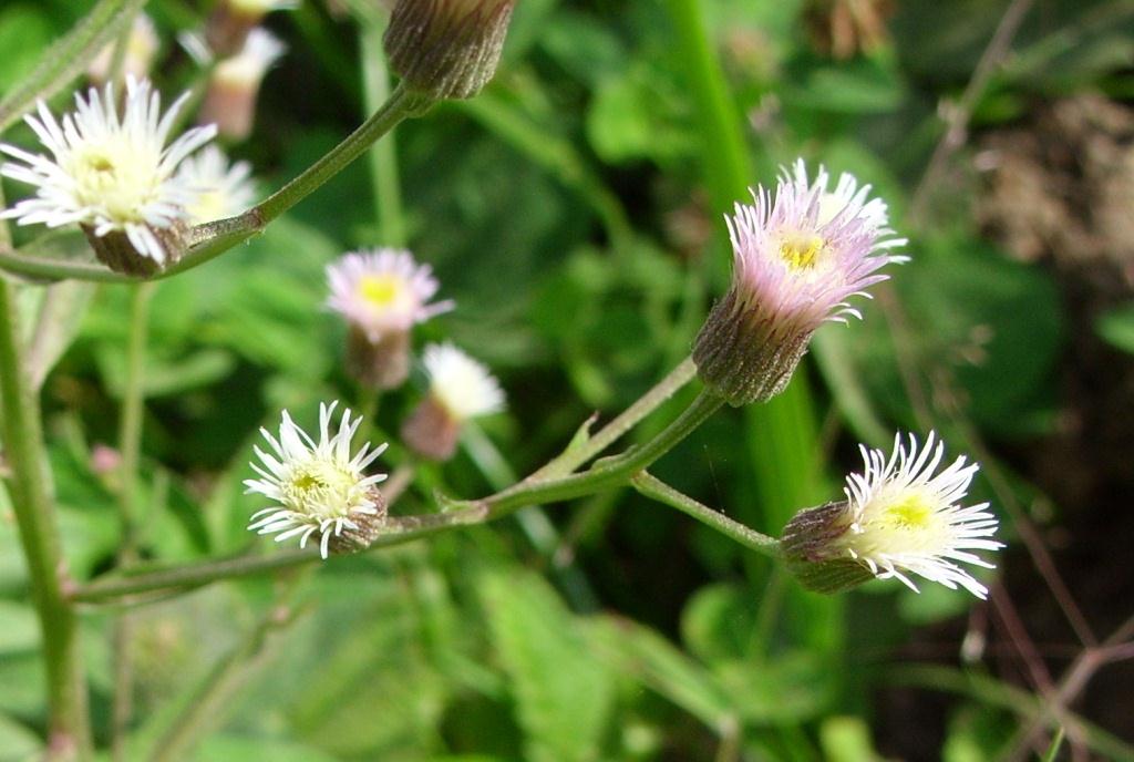 Image of Erigeron manshuricus specimen.