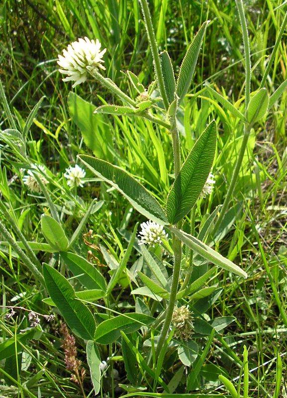 Изображение особи Trifolium montanum.