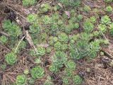 Sempervivum ruthenicum. Вегетирующие растения. Украина, Киевская обл., Киево-Святошинский р-н, окр. г. Боярка, Боярское лесничество, молодой сосняк. Июнь 2009 г.