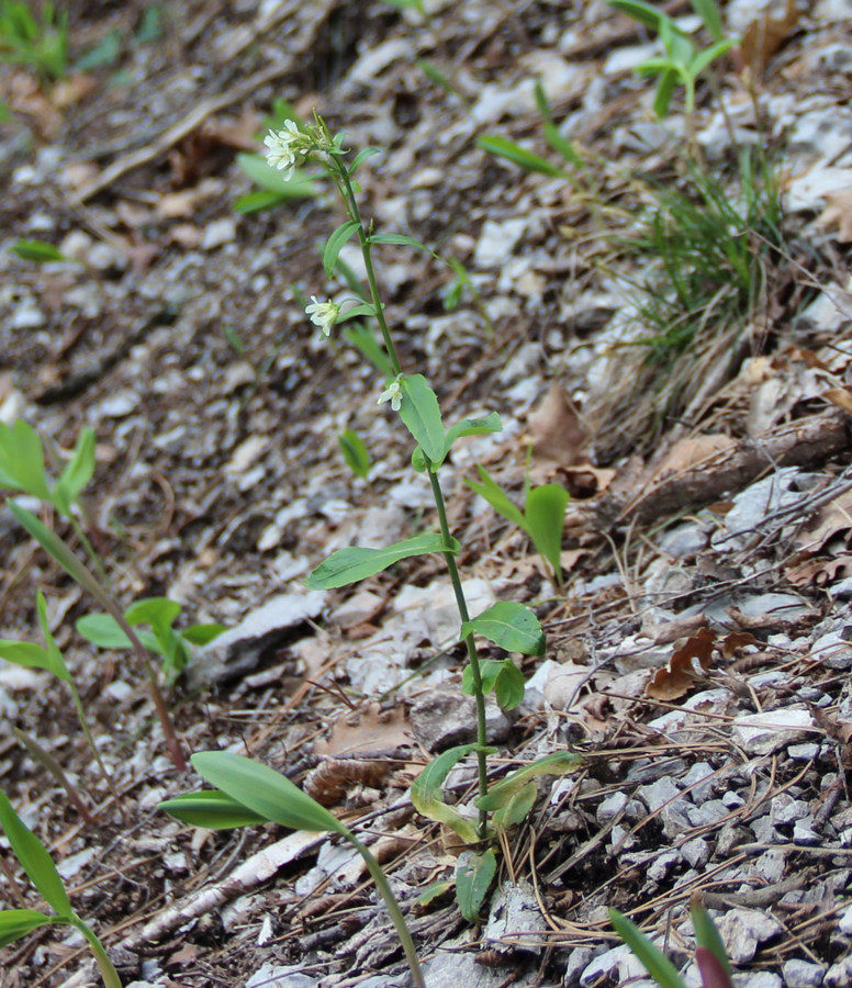 Image of Arabis turrita specimen.