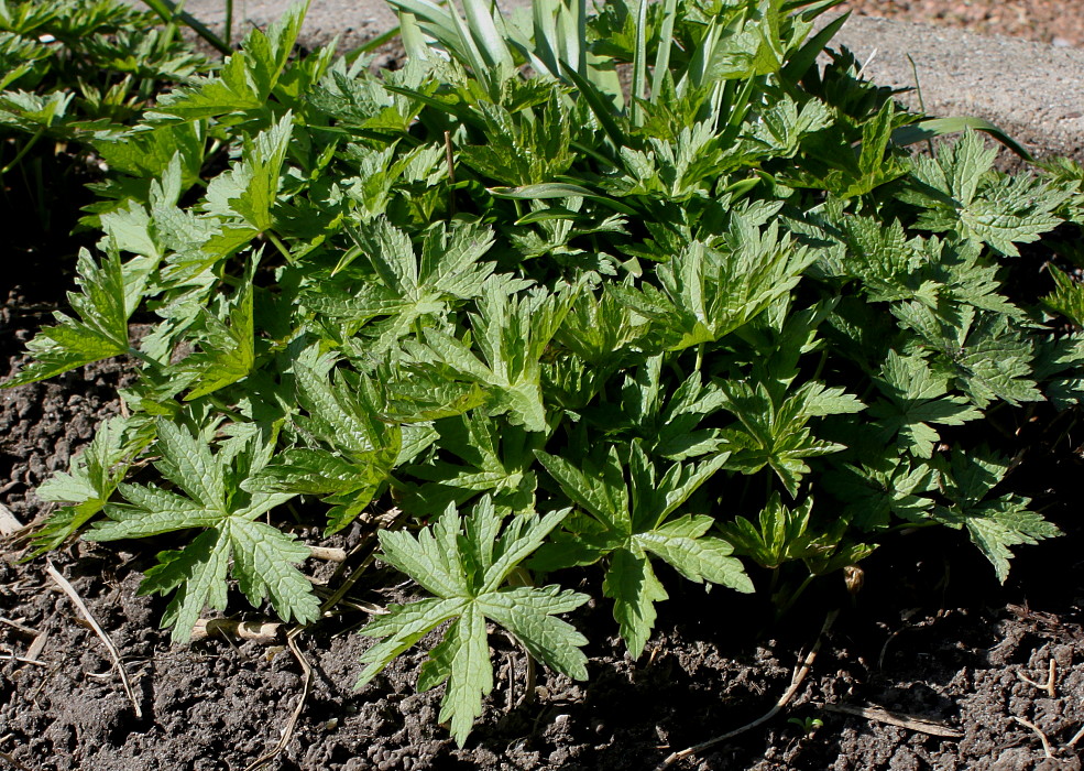 Image of Geranium psilostemon specimen.