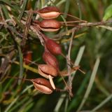 Grevillea