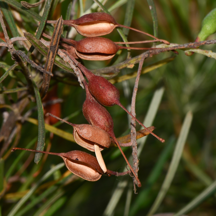 Изображение особи род Grevillea.