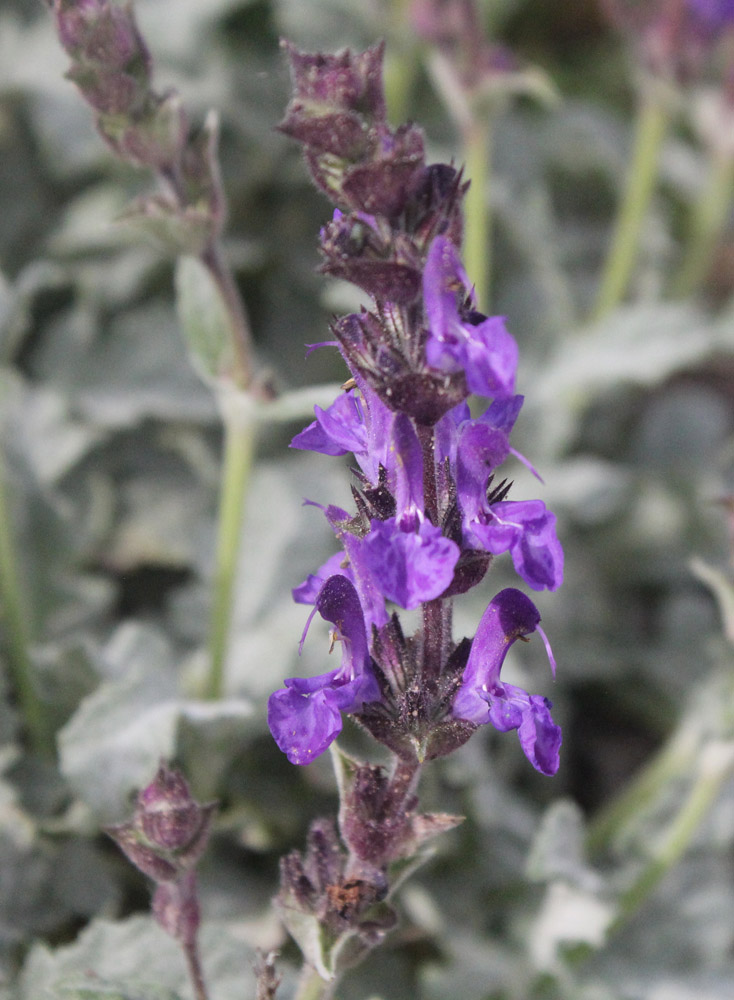 Изображение особи Salvia canescens.