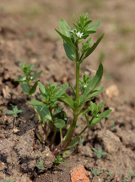 Image of Veronica peregrina specimen.