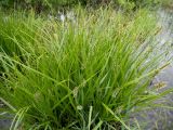 Carex vulpina